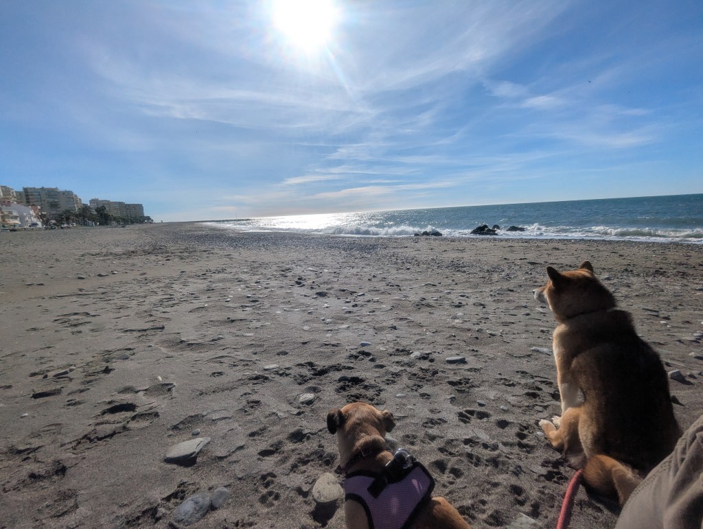 Málaga on foot&nbsp;(16/02/26)